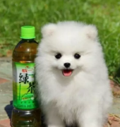 ��Ʒ������Ȯ���� ���ع���ֻ���x ������������