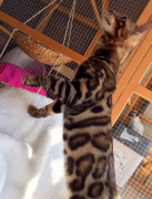 �ϼ�����؈�^������w�����ɫ�ڰ׷������y����